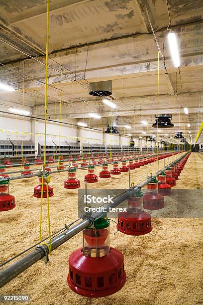 Geflügel Farm Stockfoto und mehr Bilder von Lüftungsöffnung - Lüftungsöffnung, Scheune, Geflügel