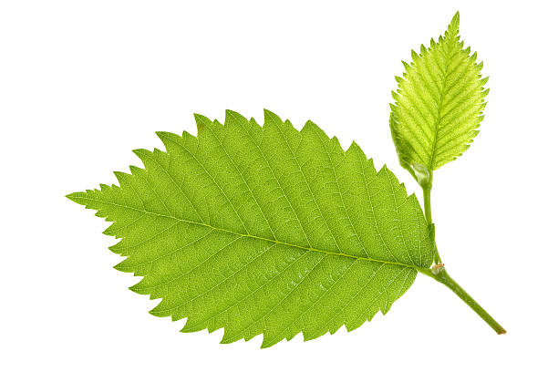 leaf of forest nut - hazel tree bildbanksfoton och bilder