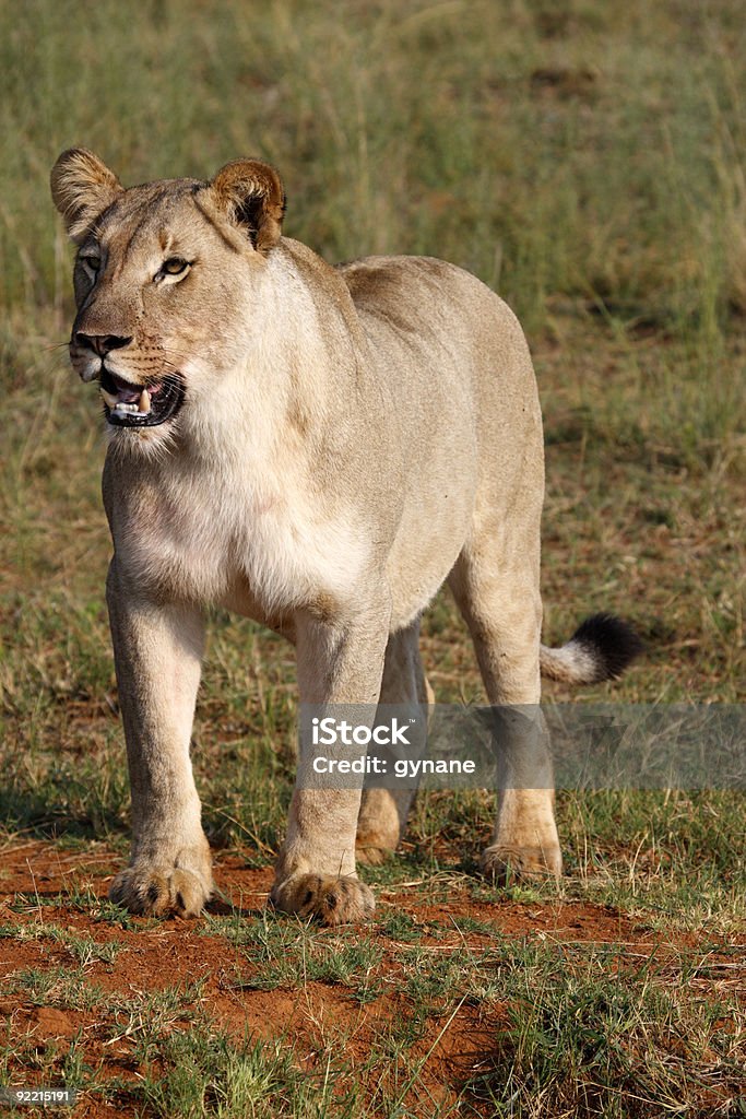 female lion  Africa Stock Photo