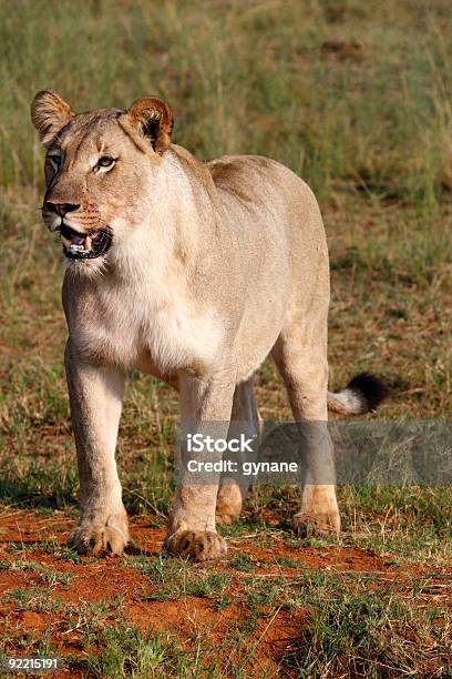 Female Lion Stock Photo - Download Image Now - Africa, Amusement Park, Animal