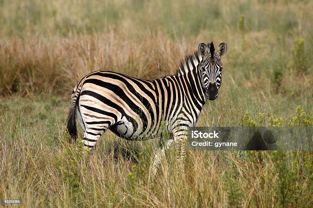 Steppen-zebra - Lizenzfrei Afrika Stock-Foto