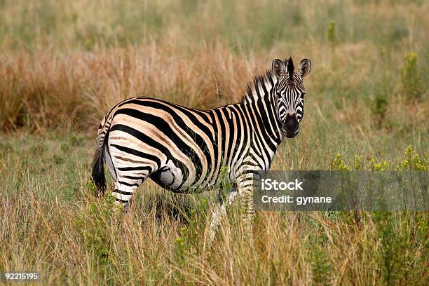 Burchells Zebra - zdjęcia stockowe i więcej obrazów Afryka - Afryka, Bez ludzi, Dzikie zwierzęta