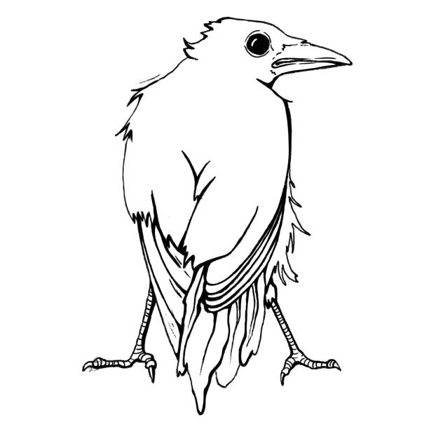 illustrations, cliparts, dessins animés et icônes de crow derrière - birdsong bird one animal flying
