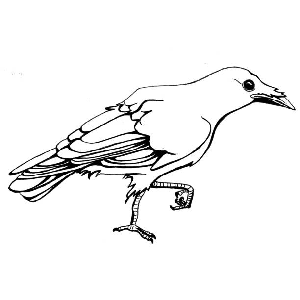 illustrations, cliparts, dessins animés et icônes de marche crow - birdsong bird one animal flying