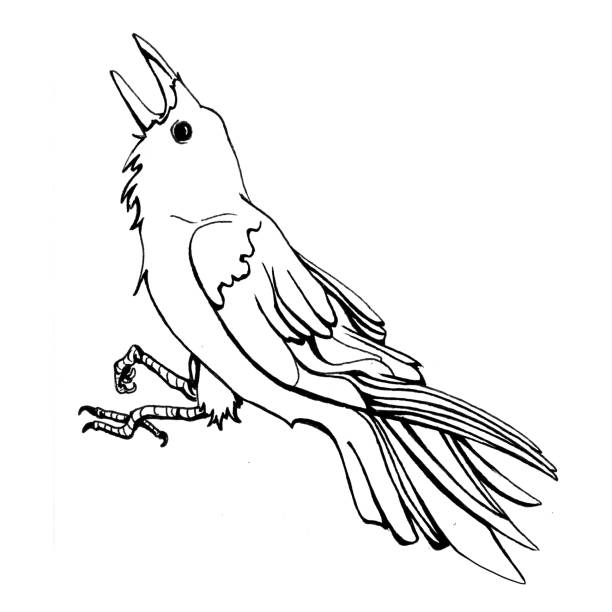 встревоженная ворона - birdsong bird one animal flying stock illustrations
