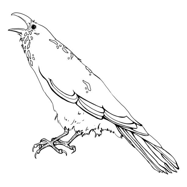illustrations, cliparts, dessins animés et icônes de corneille croassent - birdsong bird one animal flying