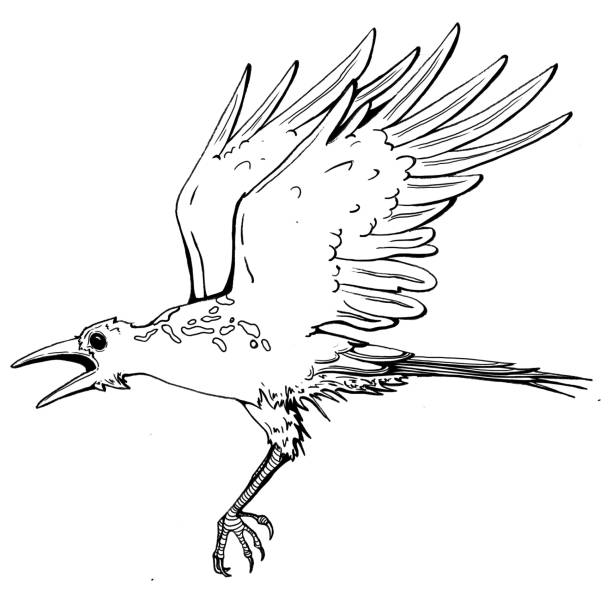 летающая ворона - birdsong bird one animal flying stock illustrations