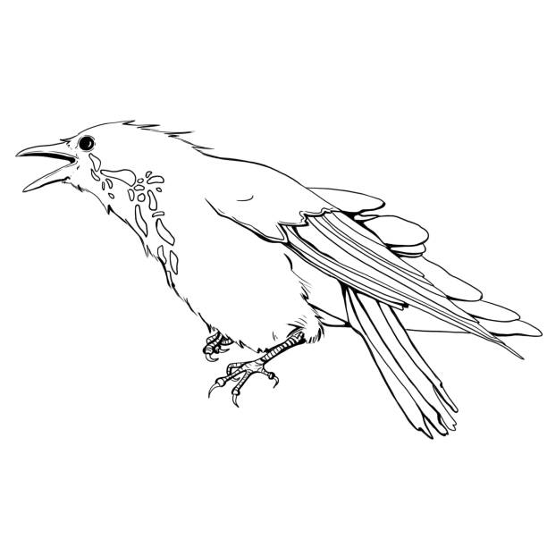 illustrations, cliparts, dessins animés et icônes de en colère crow - birdsong bird one animal flying