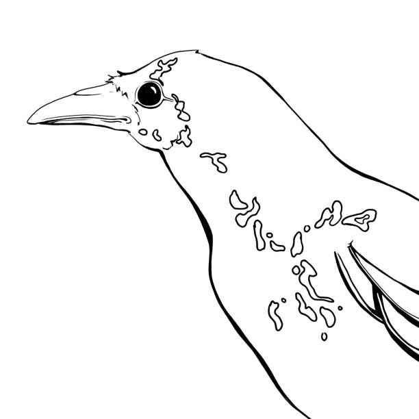 illustrations, cliparts, dessins animés et icônes de tête de corbeaux - birdsong bird one animal flying