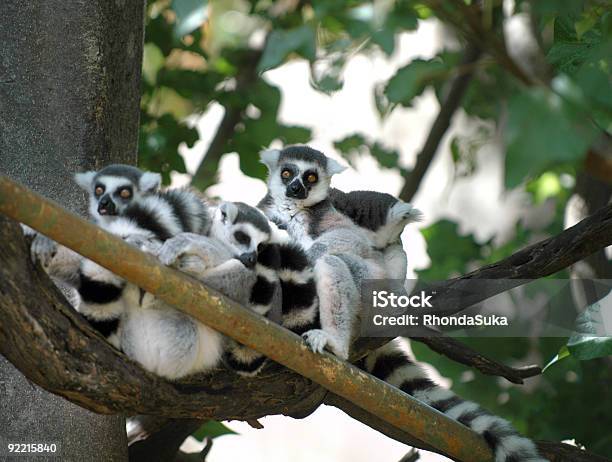 Gruppe Von Ringtailed Lemuren Zusammenkunft In Das Geäst Eines Baumes Stockfoto und mehr Bilder von Baum