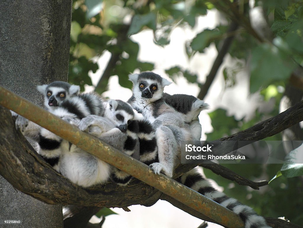 Group of ringtailed lemurs ひとかたまりに、木の枝 - カラー画像のロイヤリティフリーストックフォト