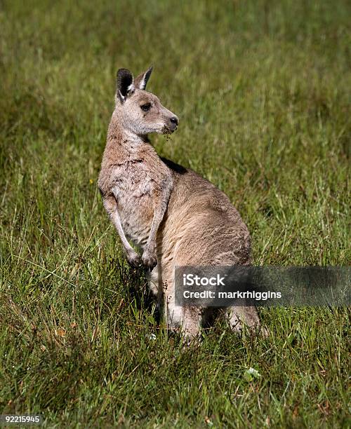 Canguru - Fotografias de stock e mais imagens de Animal - Animal, Animal selvagem, Ao Ar Livre
