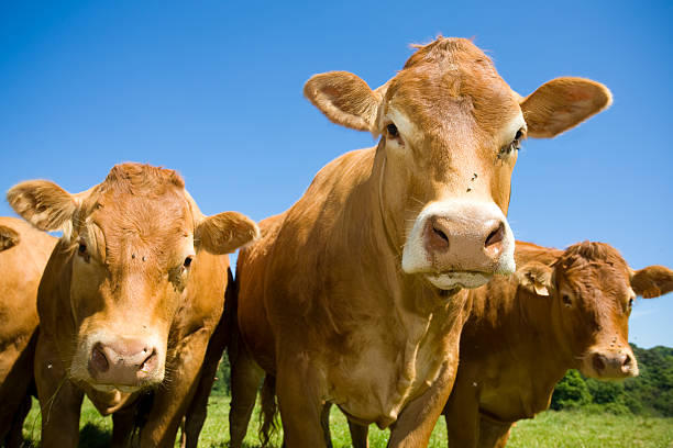 herd of cows stock photo