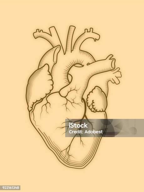 Heart The Internal Human Organ Anatomical Structure Engraved Print Outline Detailed Drawing Stock Illustration - Download Image Now