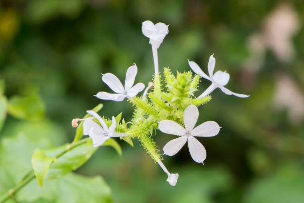 istock Flowers of Ceylon leadwort (Plumbago zeylanica) 922162474