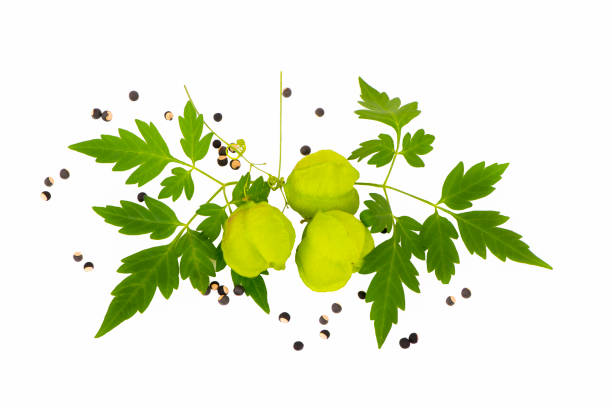 Cardiospermum halicacabum Chinese lantern creeper on white background