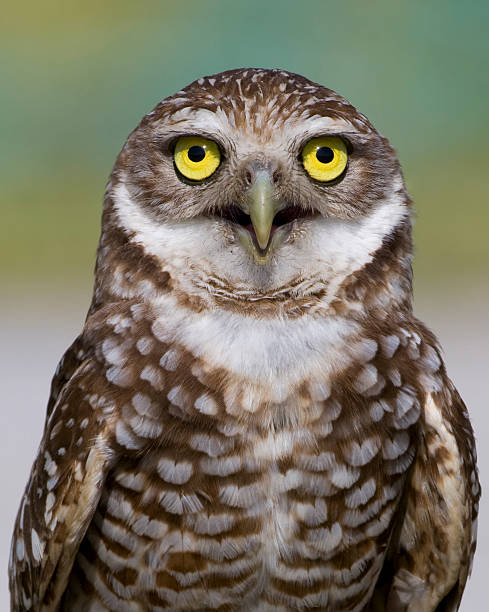 istock Close-up of a Burrowing Owl 92216274