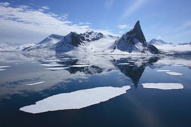 북극곰 접지면 있는 북극해 빙판 - polar bear arctic global warming ice 뉴스 사진 이미지