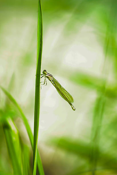 green dragonfly stock photo