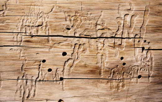notches, hacks and holes in the old rough surface of wood from the bark of a tree for a rural background