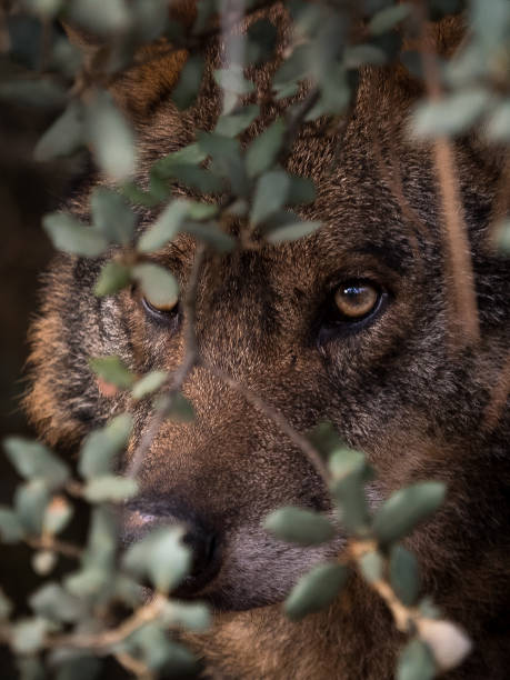 istock Iberian Wolf (Canis lupus signatus) hidden in the bush 922173218