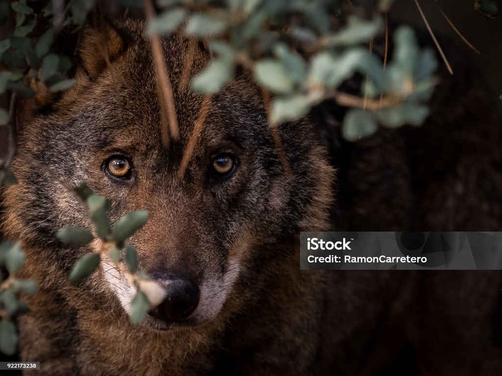 Loup ibérique (Canis lupus signatus) cachés dans la brousse - Photo de Loup libre de droits