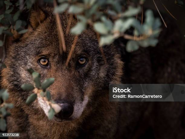 Photo libre de droit de Loup Ibérique Cachés Dans La Brousse banque d'images et plus d'images libres de droit de Loup