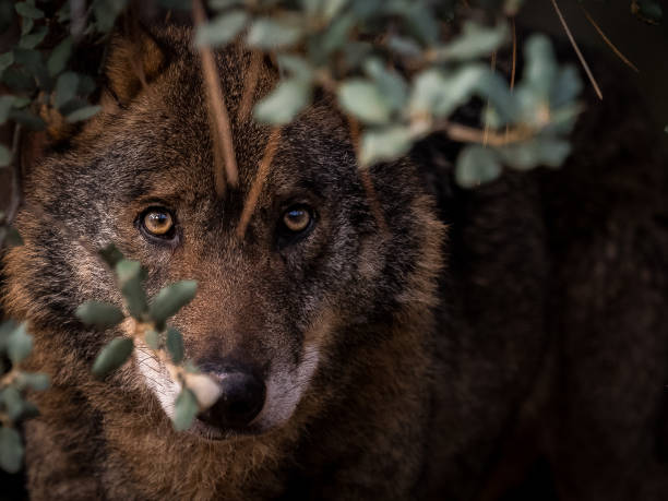 Iberian Wolf (Canis lupus signatus) hidden in the bush