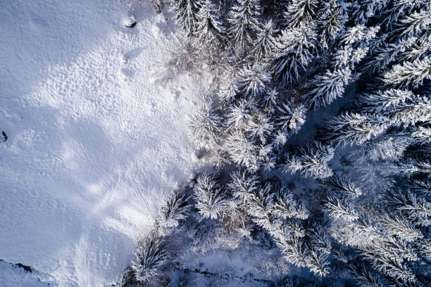 istock Aerial View Of Snow Covered Pine Trees In Forest During Winter 922176706