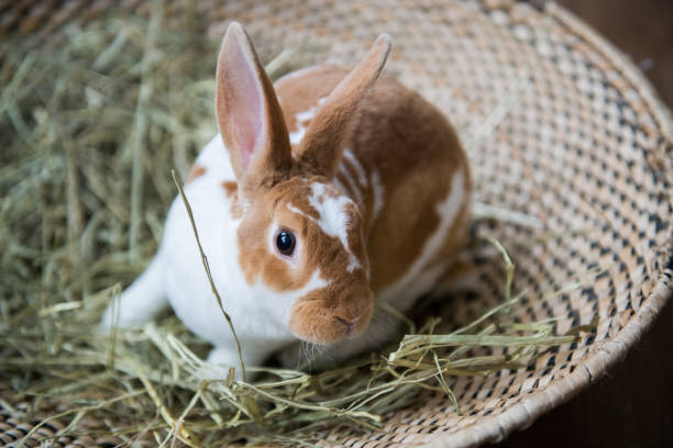 Cute two colours rabbit sit in a wicker basket during Easter holidays. Horizontal indoors with copy space. This was taken in Quebec, Canada.