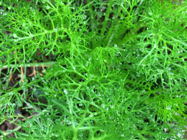 istock Full Frame Shot Of Fresh Green Plant 922177500