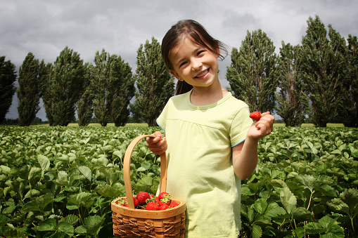 A little laughing girl holds large fresh cucumber plucked from garden. A little barefoot assistant harvests vegetables. The child likes to eat vegetables