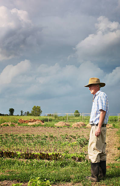 istock Senior farmer in his vegetable garden 92218253