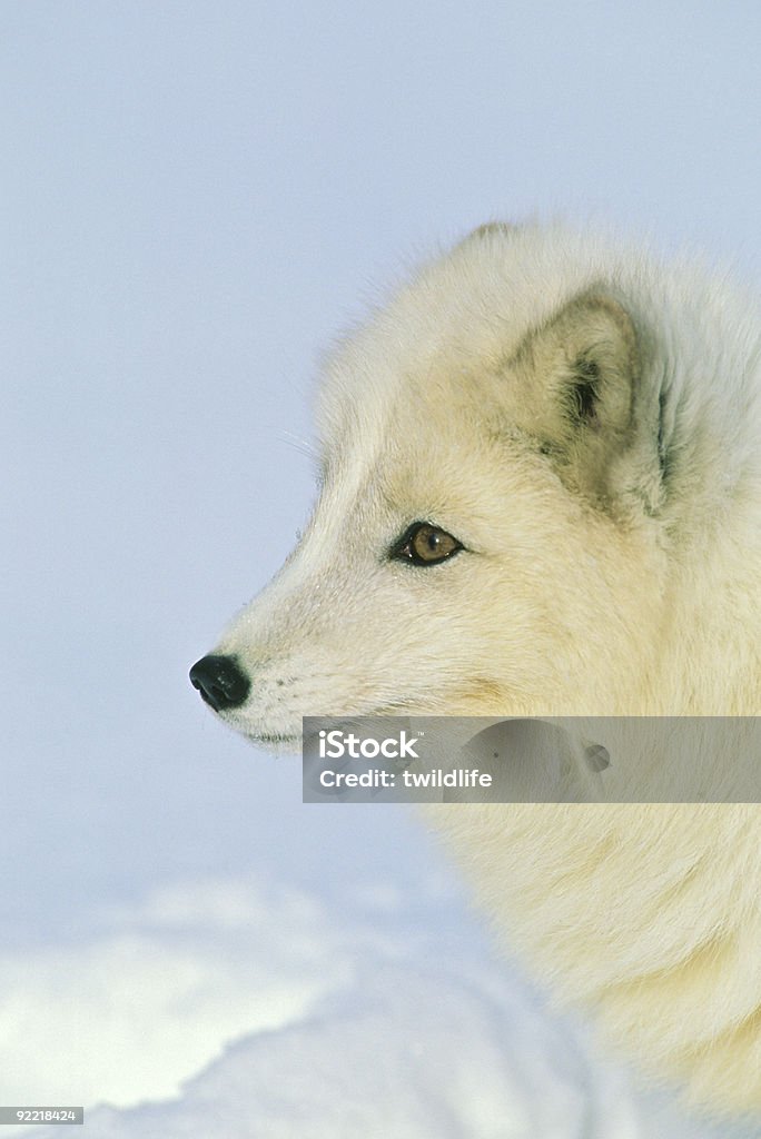 Arctic Fox Portrait  Animal Stock Photo