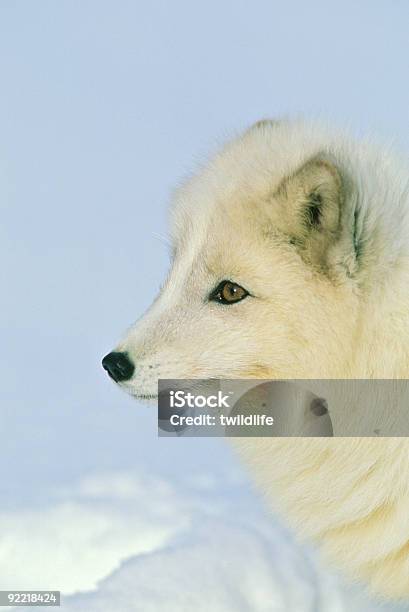 Arctic Fox Portrait Stock Photo - Download Image Now - Animal, Animal Head, Animal Wildlife