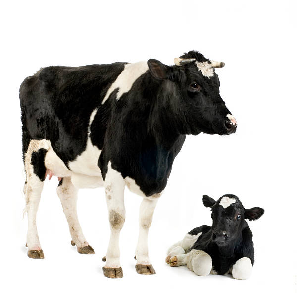 holstein mucca e il suo vitello - calf foto e immagini stock