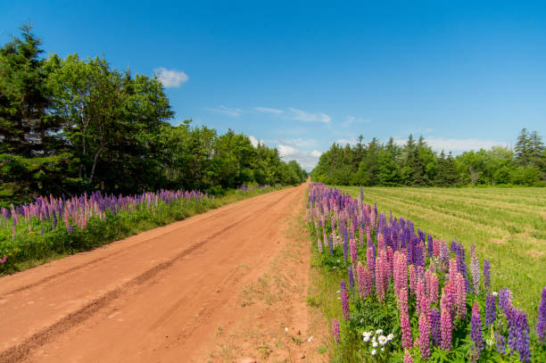 istock Beautiful flowers on a dirt road 922192108