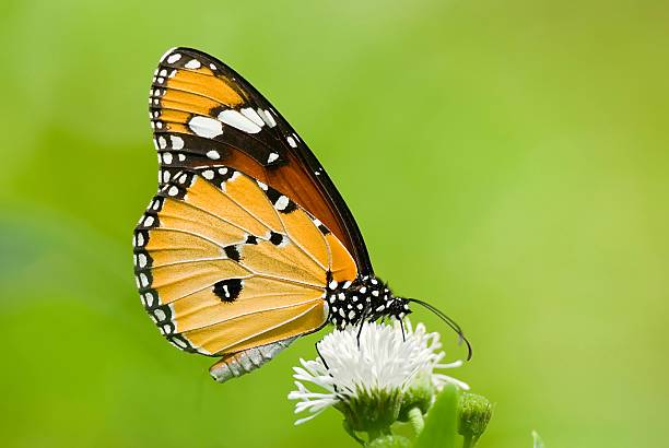 istock Milkweed butterfly (Anosia chrysippus, Danaidae) feeding on flow 92219757