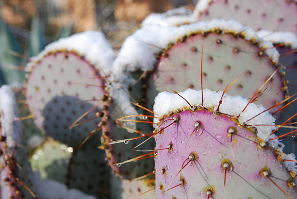 Beavertail prickly pear cactus in bloom with pink magenta flowers, in Anza-Borrego Desert State Park, in the Colorado Desert, San Diego County, California.