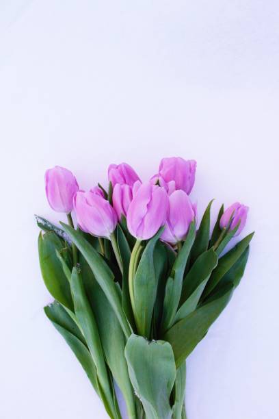 istock Purple Tulips against white snow 922201624