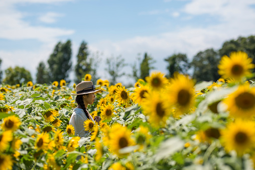 A beautiful Japanese woman is in a sunflower field