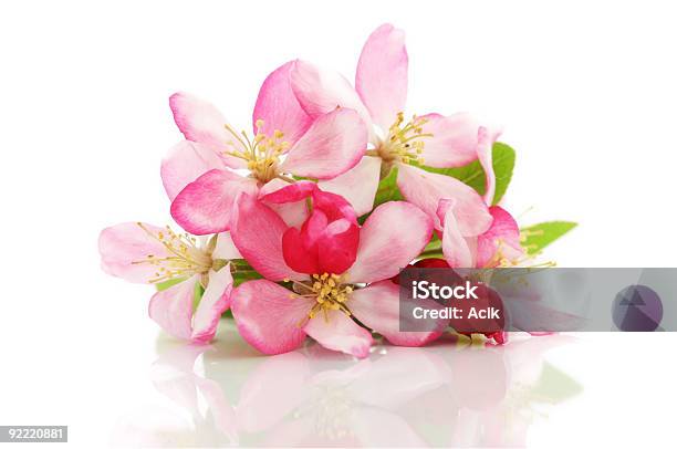 Kirsche Blumen Frühling Stockfoto und mehr Bilder von Ast - Pflanzenbestandteil - Ast - Pflanzenbestandteil, Baum, Baumblüte