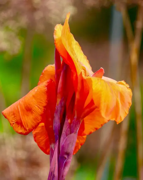 Closeup of a Tropicanna Canna Lily in the afternoon sunlight in summer