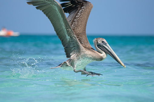 Large pelican standing on the lava rock over the ocean in Aruba.