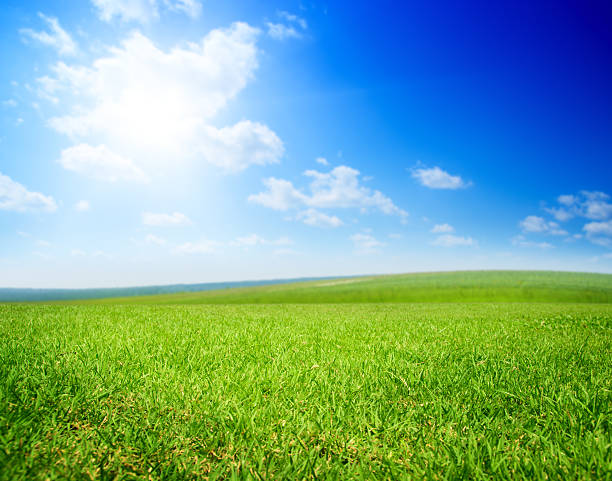 istock field of summer green geass 92221430