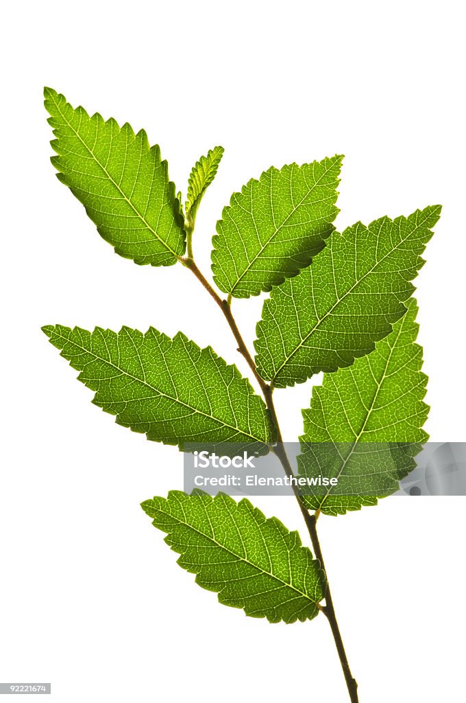 Branche avec des feuilles vertes - Photo de Arbre libre de droits