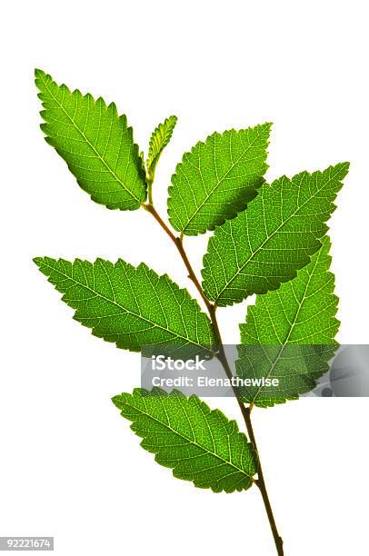 Photo libre de droit de Branche Avec Des Feuilles Vertes banque d'images et plus d'images libres de droit de Arbre - Arbre, Blanc, Branche - Partie d'une plante