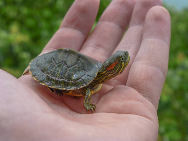 istock Small turtle on a hand with leaves on the background 922218434