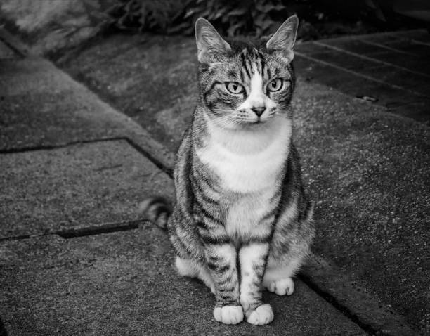 istock Cat sitting on the road 922218450