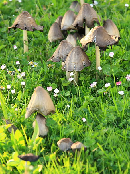 meadow completo de champiñones - vertical meadow mushroom vegetable fotografías e imágenes de stock